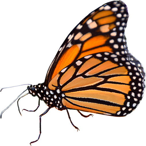 Monarch butterfly isolated cutout